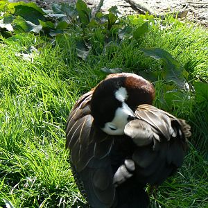 White-faced Whistling Duck- Into Africa