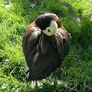 White-faced Whistling Duck- Into Africa