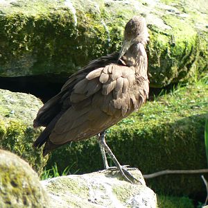 Hamerkop- Into Africa