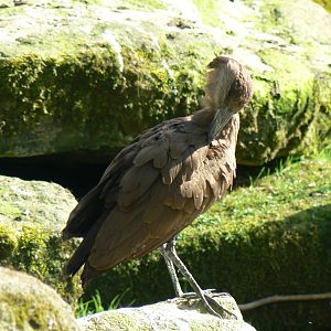 Hamerkop- Into Africa
