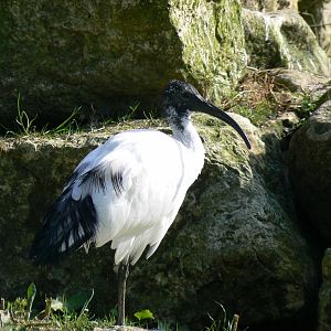 Sacred Ibis- Into Africa