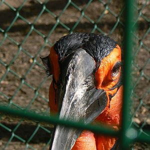 Southern Ground Hornbill