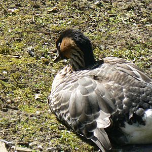 Nene (Hawaiian Goose)