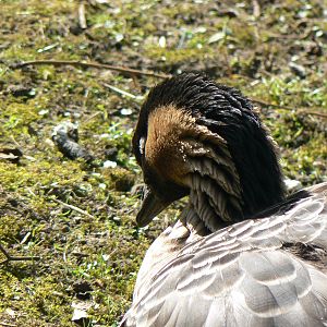 Nene (Hawaiian Goose)
