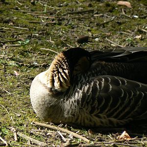 Nene (Hawaiian Goose)