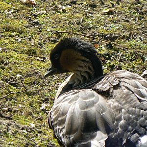 Nene (Hawaiian Goose)