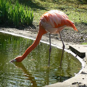 Greater Flamingo