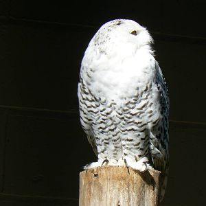 Snowy Owl
