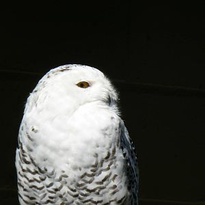 Snowy Owl