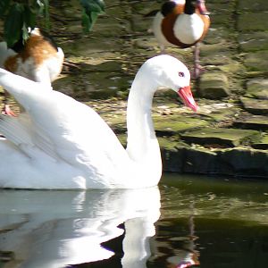 Coscoroba Swan