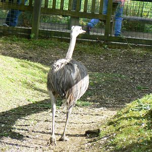 Greater Rhea