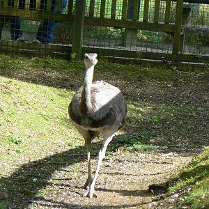 Greater Rhea