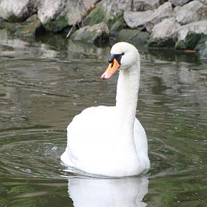 Mute swan
