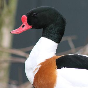Common shelduck