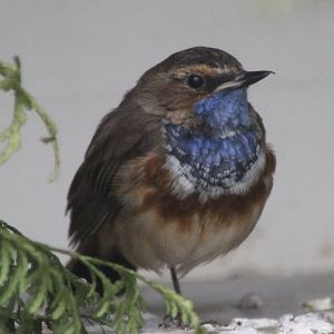 Bluethroat