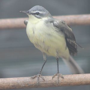 Yellow wagtail