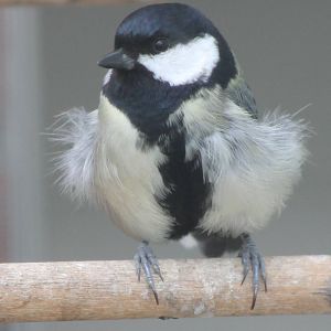 Great tit