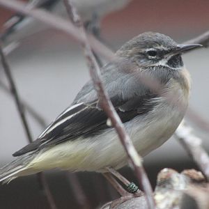 Grey wagtail