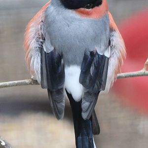 Bullfinch