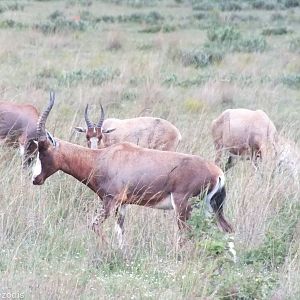 Blesbok or Bontebok? - 2012