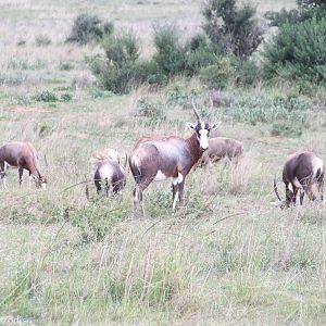 Blesbok or Bontebok? - 2012