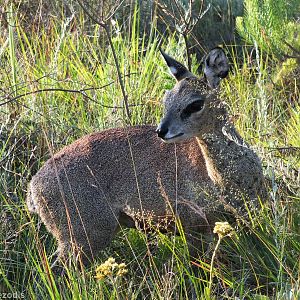 Klipspringer - (Sub)species ID?
