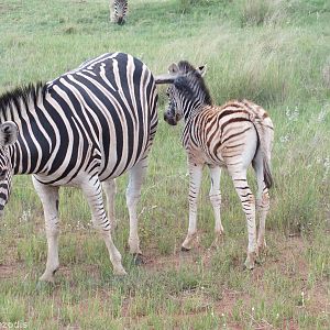 Burchell's Zebra