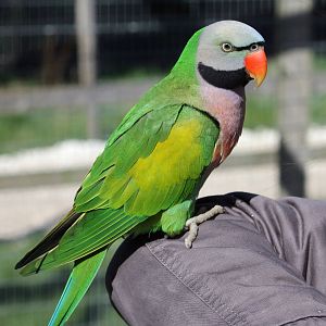 Moustached parakeet  11-4-15