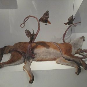 Very weird taxidermy exhibit