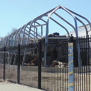 New Andean Condor Exhibit