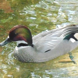 Falcated Duck