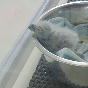 Burrowing Owl Chick in Avian Care Center