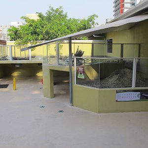 Juvenile Crocodiles - Crocosaurus Cove