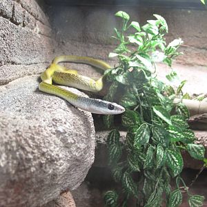 Golden Tree Snake - Crocosaurus Cove
