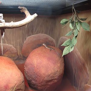 Reptile Exhibit - Crocosaurus Cove