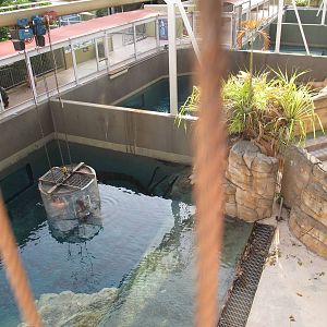 Saltwater Crocodile Pens - Crocosaurus Cove