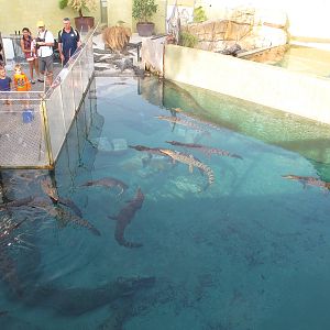 Fishing for Crocodiles - Crocosaurus Cove