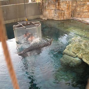 Cage of Death - Crocosaurus Cove