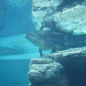 Underwater viewing of adult Saltwater Crocodiles - Crocosaurus Cove