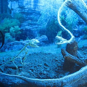 Skeleton Display - Crocosaurus Cove