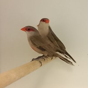 Common waxbills