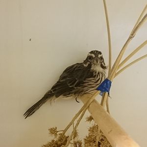 Streaky seedeater