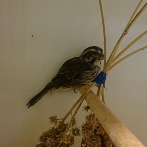 Streaky seedeater