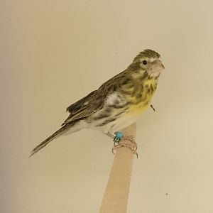 White-bellied canary