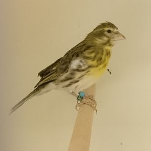 White-bellied canary