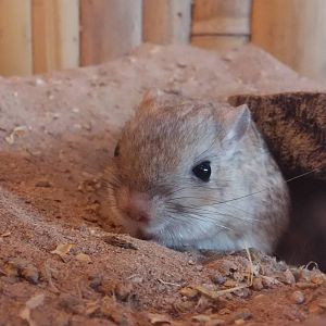 Northern three-toed jerboa (Dipus sagitta)