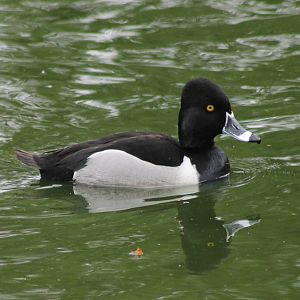 Ring-necked duck
