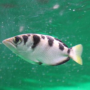 Archer fish