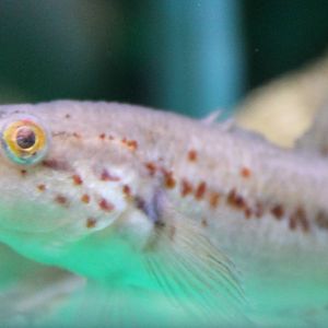 Australian spotted gudgeon