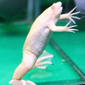 Albino Clawed frog